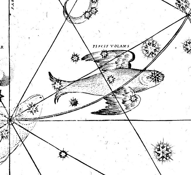 Engraving of Volans, the flying fish constellation, after Johann Bayer's Uranometria, 1603.